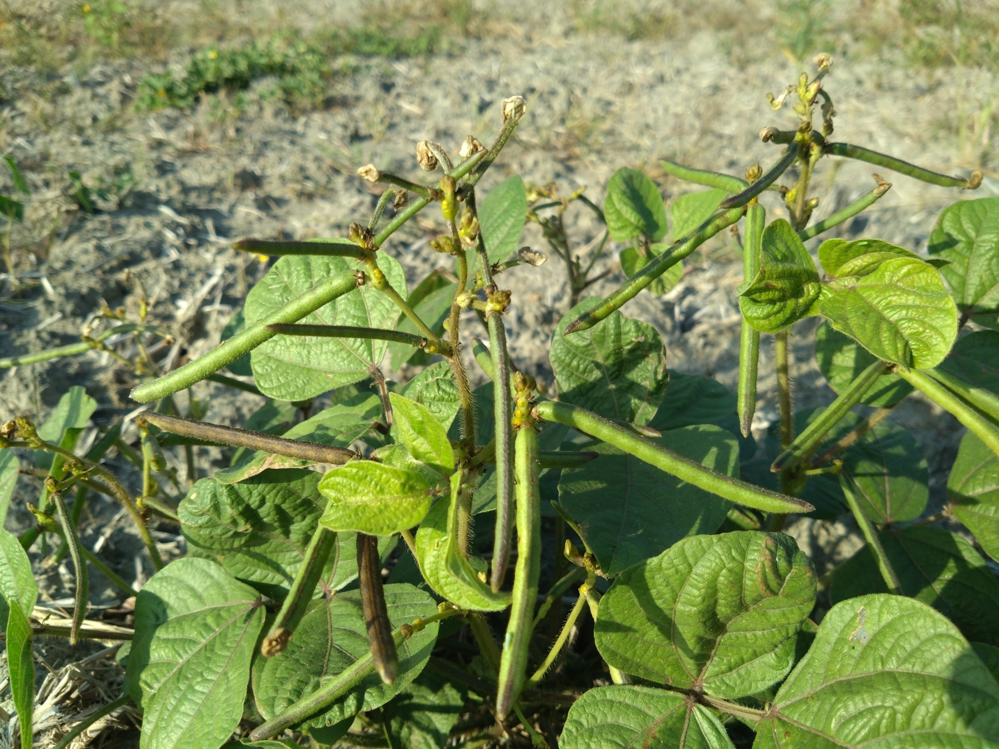 Vigna radiata